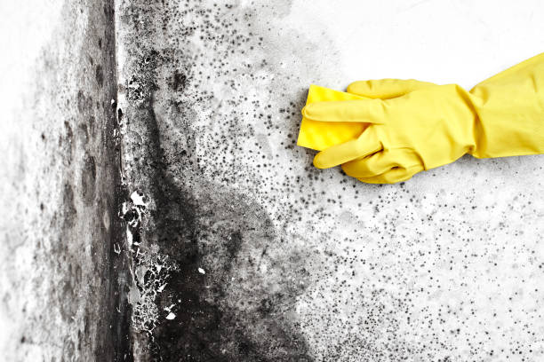 Best Certified Mold Removal  in Red Oak, NC
