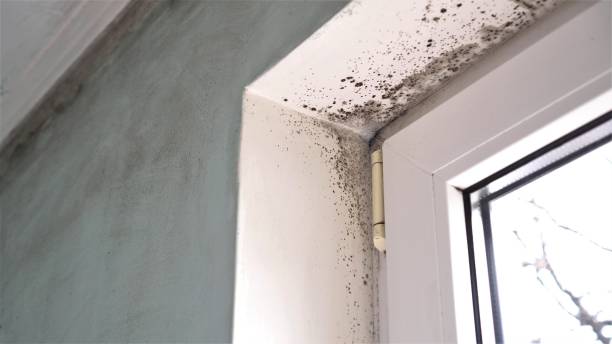 Mold Removal and Inspection in Red Oak, NC