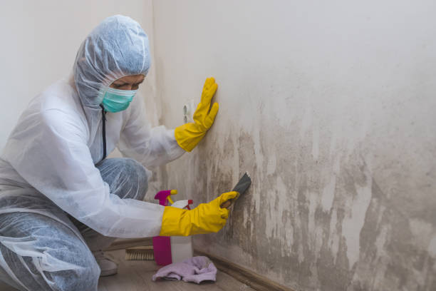 Best Same-Day Mold Removal  in Red Oak, NC