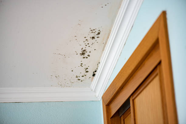 Best Office Mold Removal Services  in Red Oak, NC