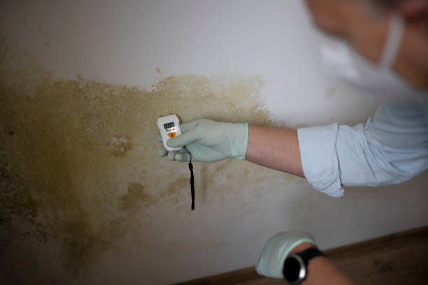 Best Emergency Mold Removal  in Red Oak, NC