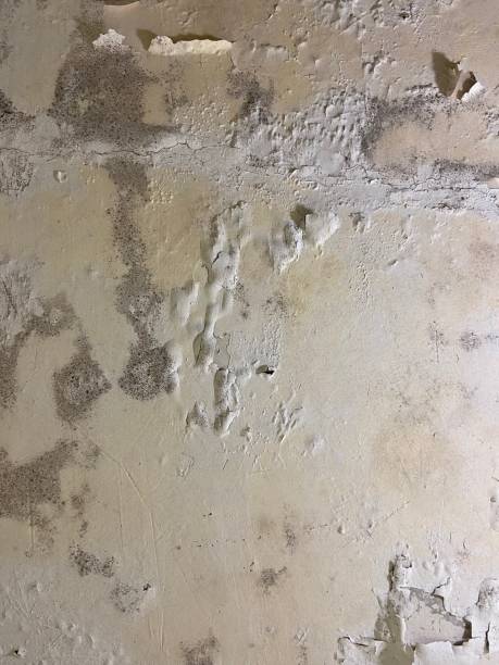 Best Water Damage Restoration  in Red Oak, NC