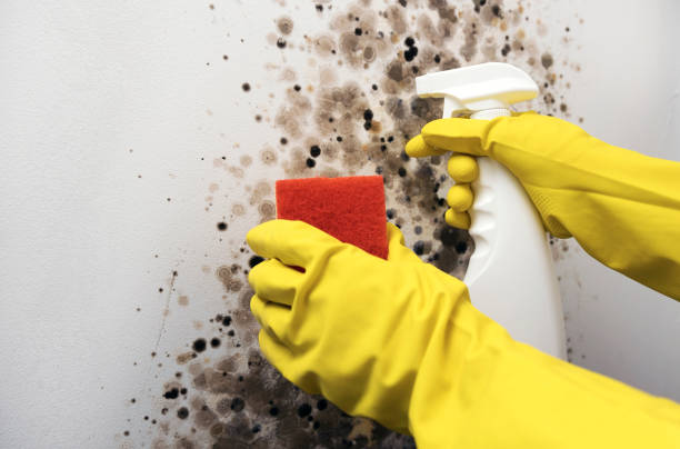 Best Same-Day Mold Removal  in Red Oak, NC