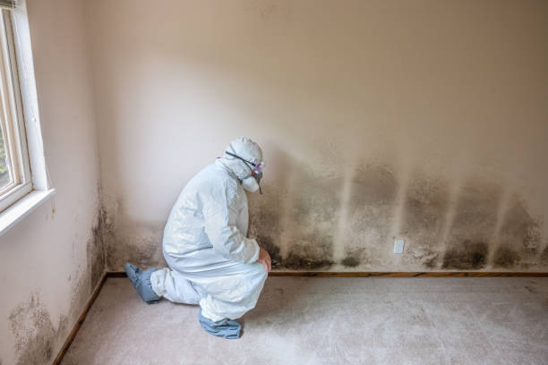 Best Mold Remediation  in Red Oak, NC