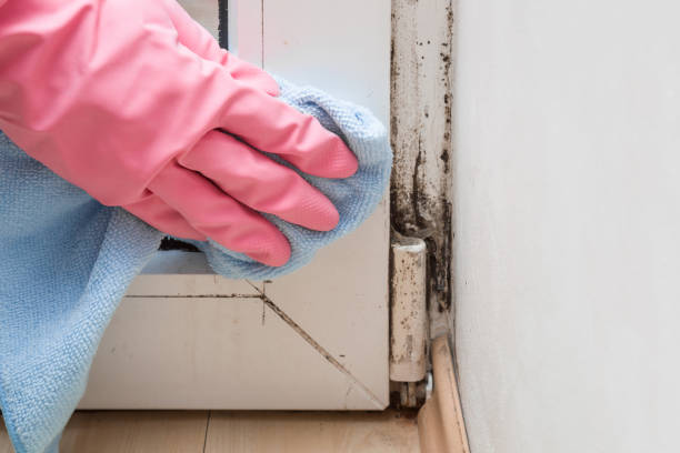 Certified Mold Removal in Red Oak, NC